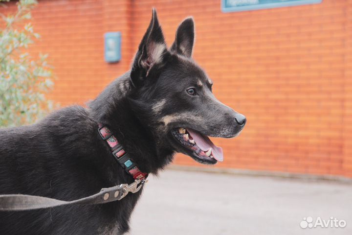 Восточноевропейская овчарка метис в дар