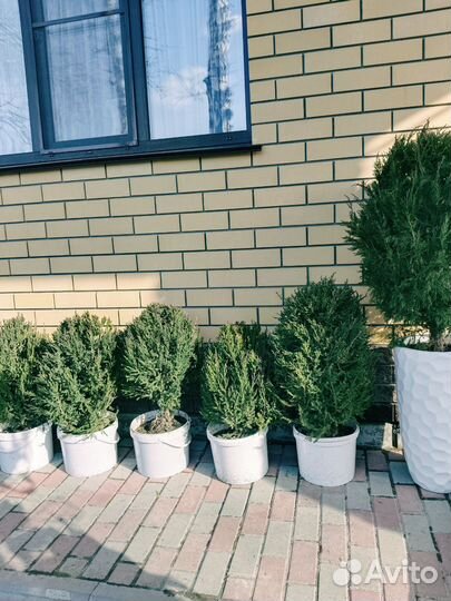 Хвойники, можевельники вертикалные