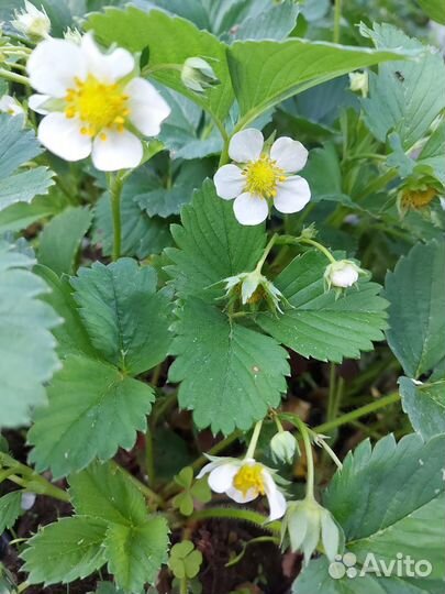 Рассада клубники