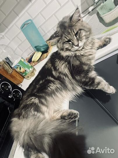 Котята мейн-кун девочки