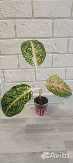 Аглаонема Боксинг