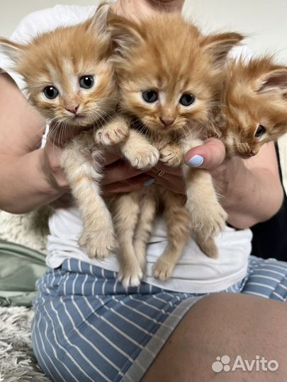 Котята + мешок наполнителя в подарок