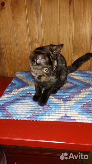 Котёнок девочка