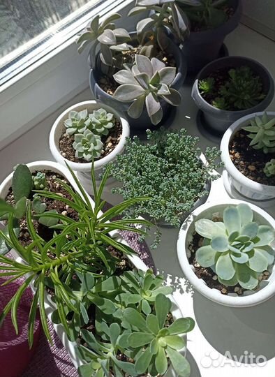 Суккуленты