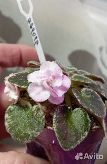 Сортовые мини фиалки