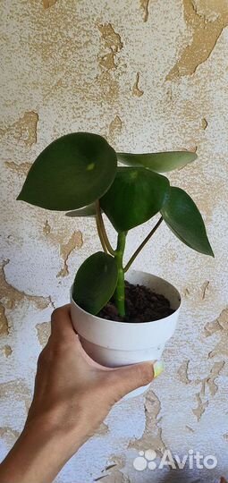 Пеперомия рейндроп