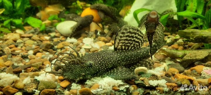 Сомы Анциртусы, меченосцы