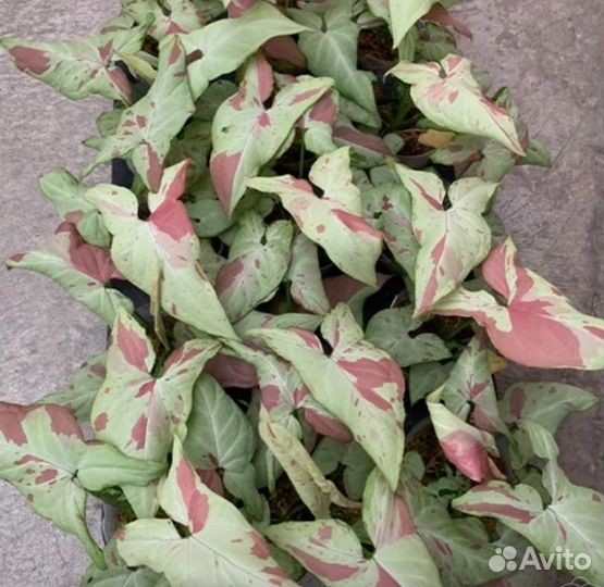 Сингониум Podophyllum Pink Spot