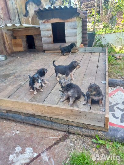 Щенки метисы в добрые руки