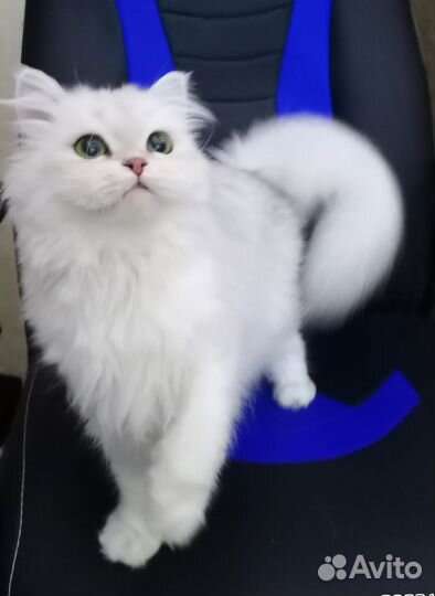 Шотландская кошка