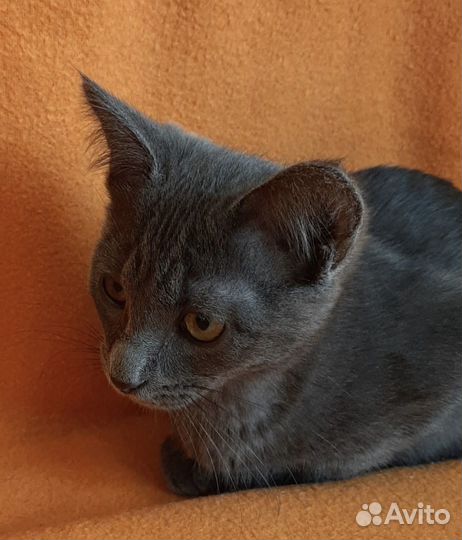 Котенок Марик фенотип 