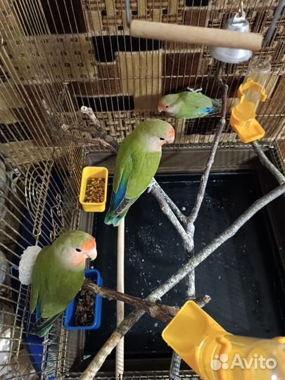 Попугаи неразлучники с клеткой