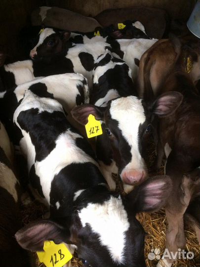 Бычки на откорм