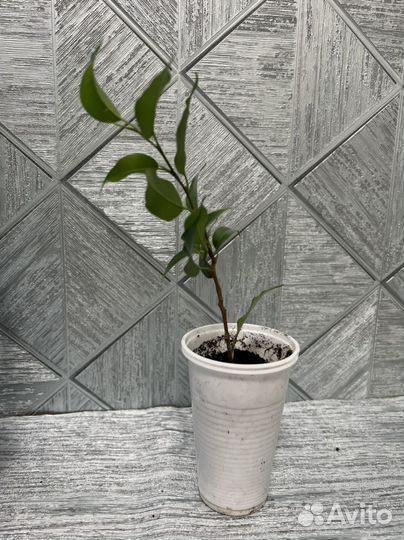 Коллизия Фикус Бенджамина Наташа, Фиалки