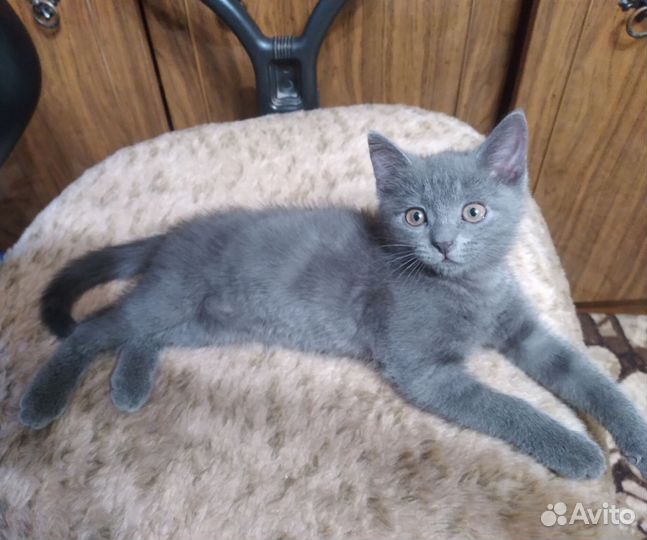 Кошечка в добрые руки, 2 месяца