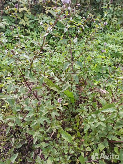 Мята шоколадная саженцы и срезка