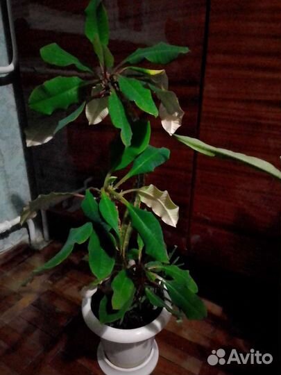 Цветы домашние в горшках