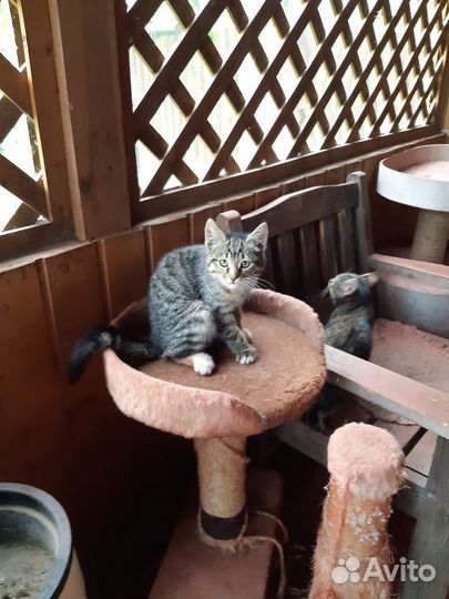 Котята 3мес