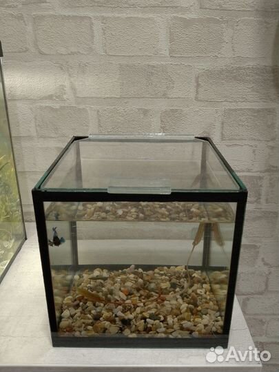 Рыбка с аквариумом