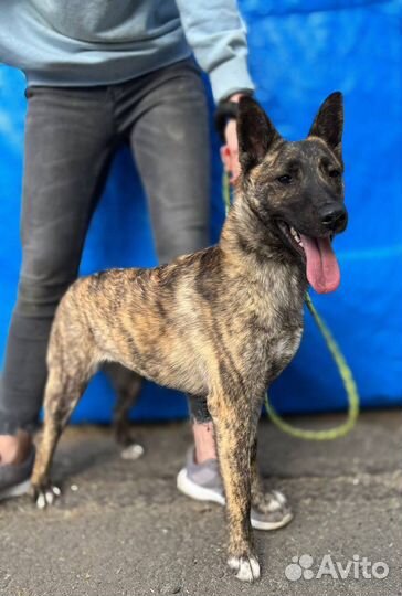 Собака Халва из приюта мечтает обрести дом