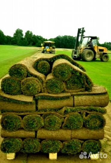 Рулонный газон