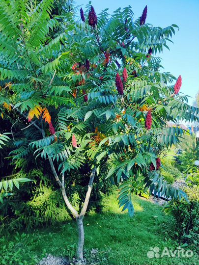 Саженцы сумах оленерогий