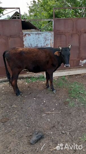 Тёлка 2 года