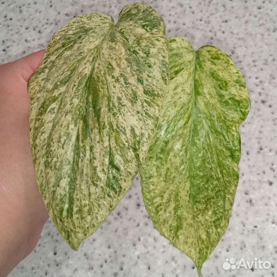 Сциндапсусы, эпипремнумы разные сортовые Тай