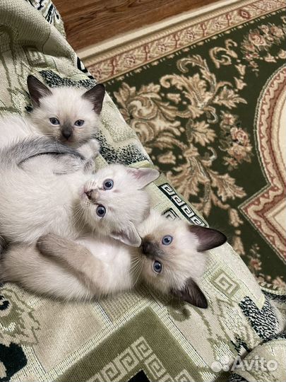 Тайские котята