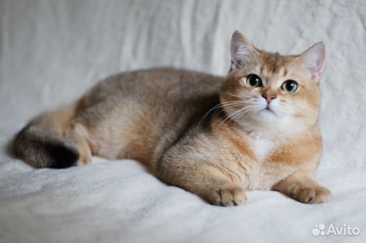 Британский золотой мальчик