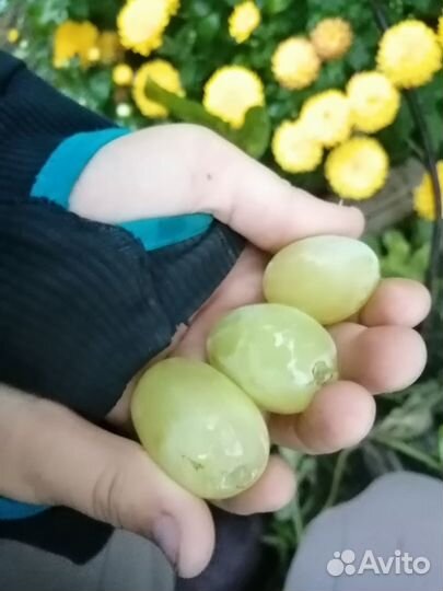 Саженцы винограда