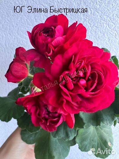 Пеларгония герань