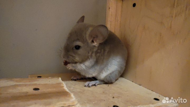 Шиншилла из питомника