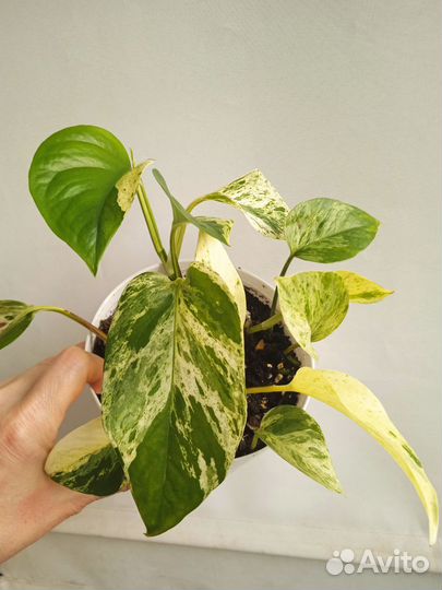 Сциндапсус Марбл квин(комнатный цветок)