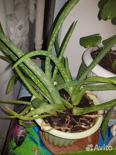 Молочай и другие комнатные растения