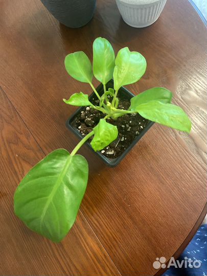 Филодендрон