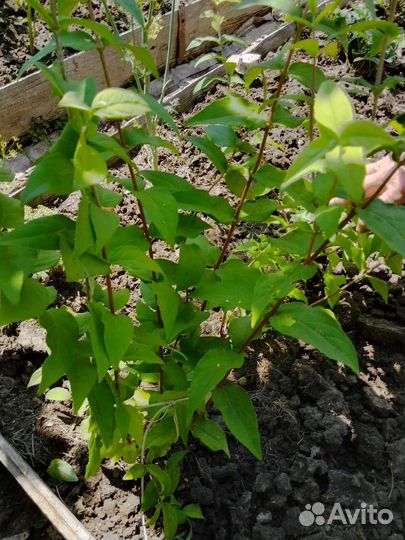 Дейция (кустарник)