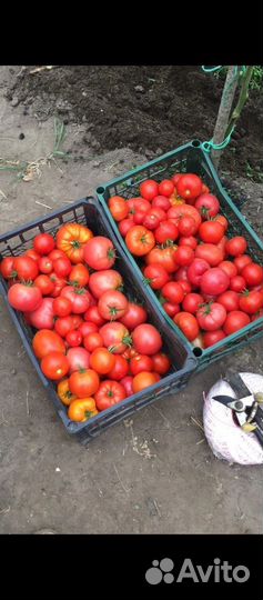 Помидоры