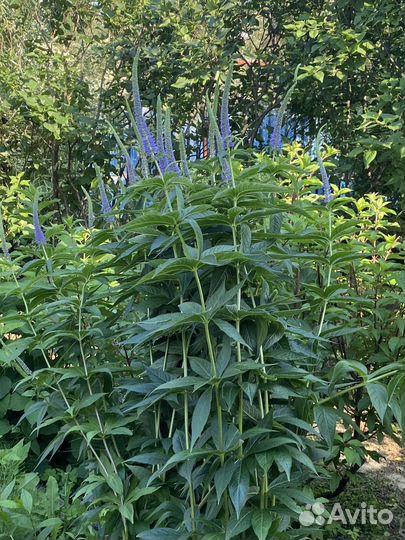 Вероникаструм