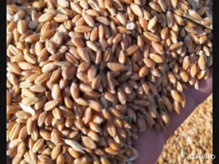 Пшеница ячмень