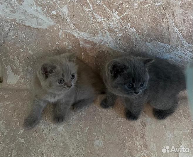 Британские котята