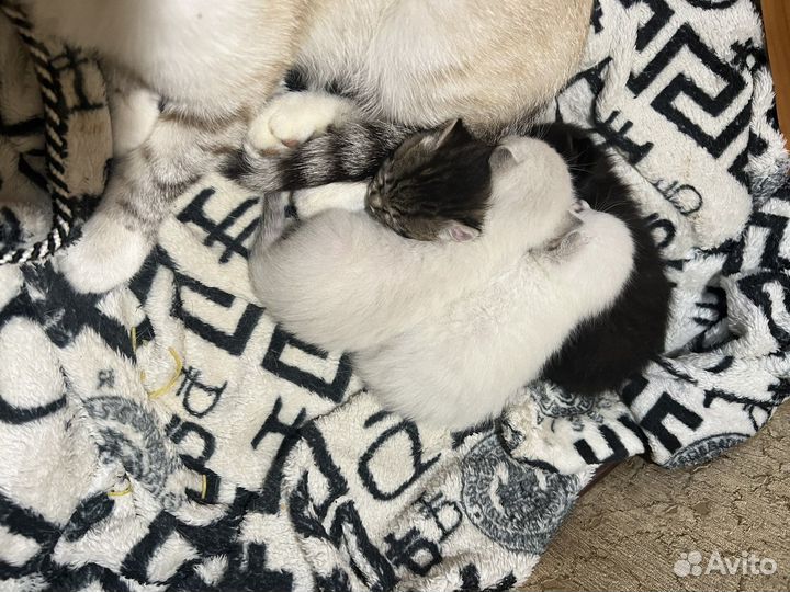 Котята в добрые руки