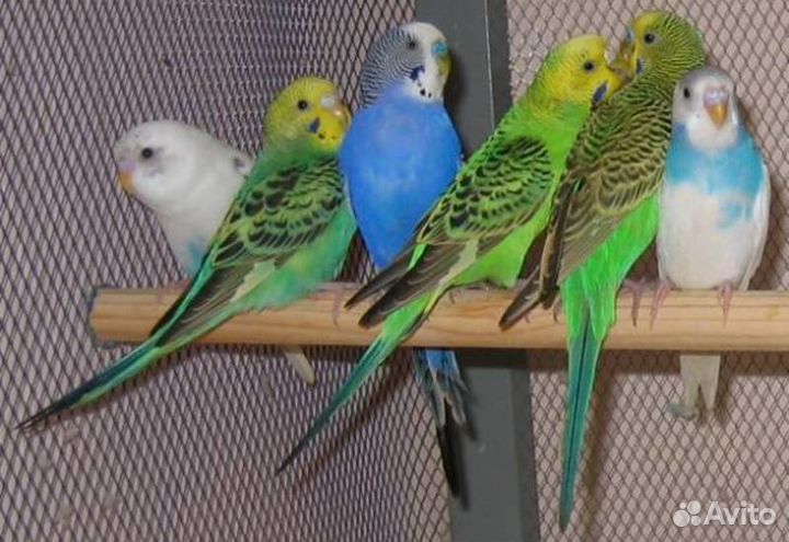 Волнистые попугаи