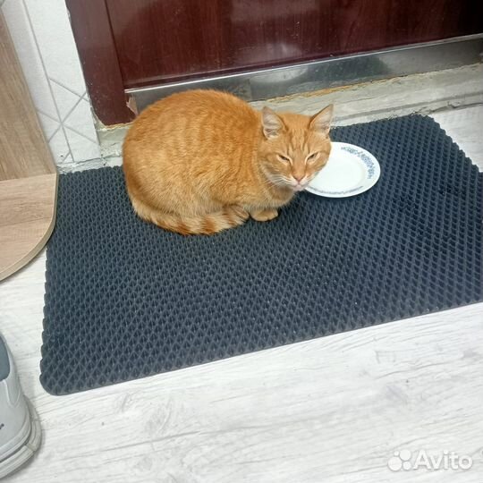 Кот брошенный