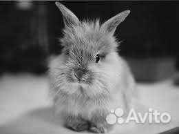 Декоративные кролики