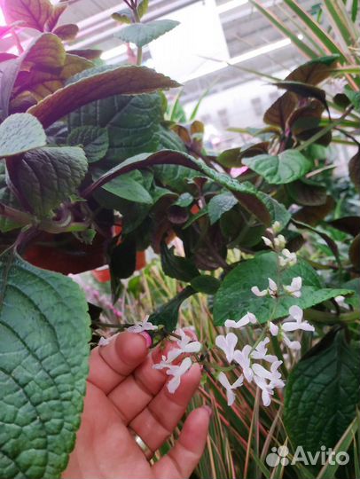 Плектрантус шоколадница сиреневые листья растения