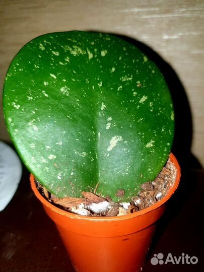 Хойя kerry сплеш