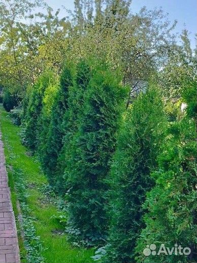 Туи смарагд