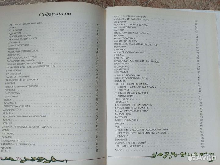 Домашние любимые цветы Ганичкина Октябрина