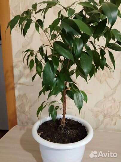 Фикус бенджамина пестролистный